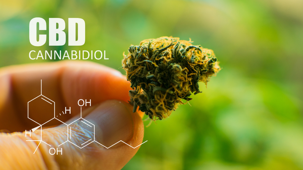 Introducing CBD Into Your Life – A Practical Guide