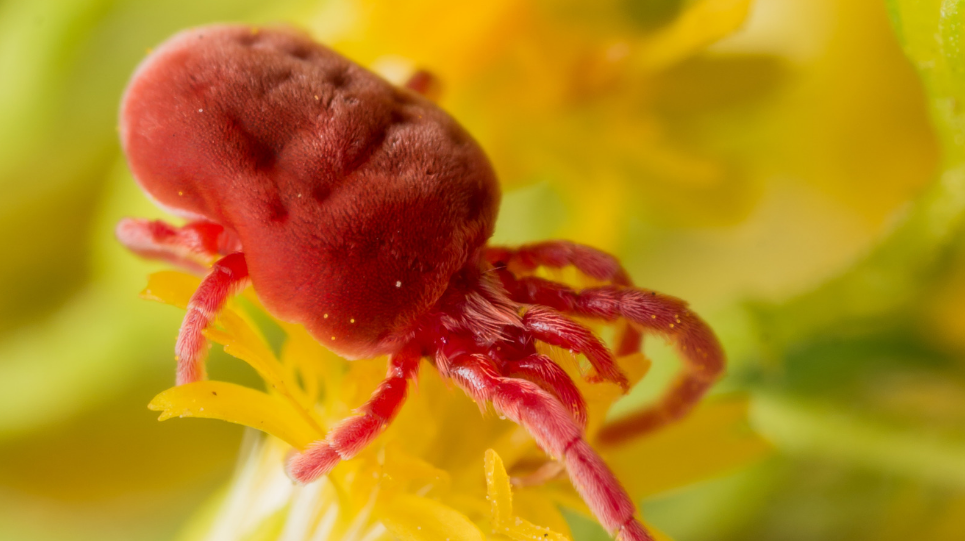 Experts Advice to eliminate Red Spider Mites