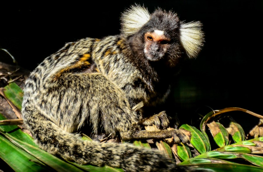 What exotic pets are legal in UK? The Business View