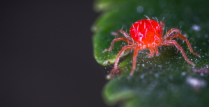 Spider Mites What are they