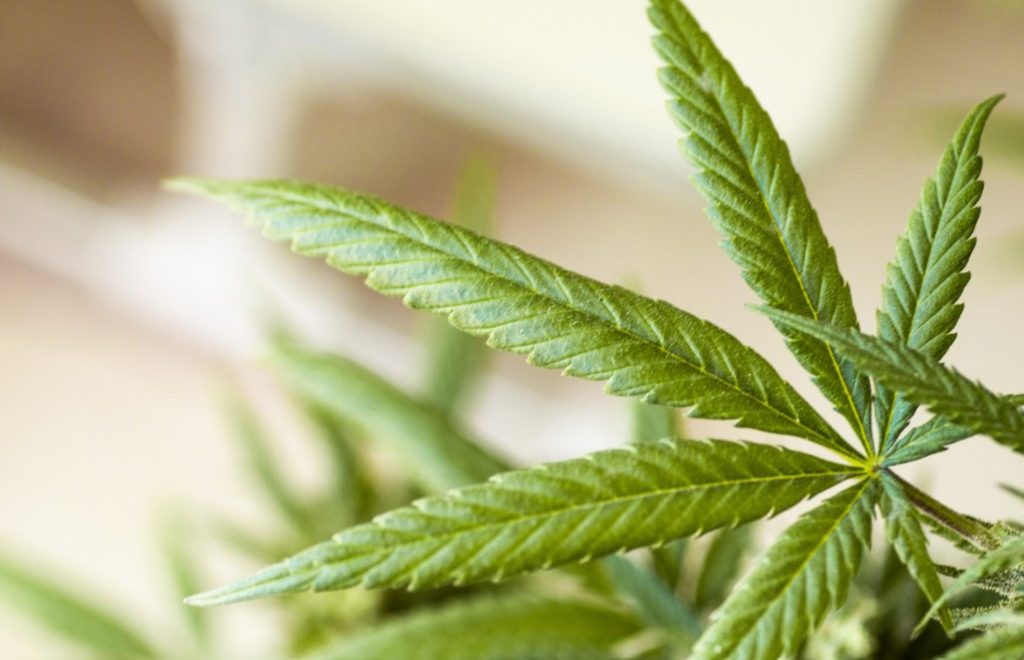 when will cannabis be legal in the uk