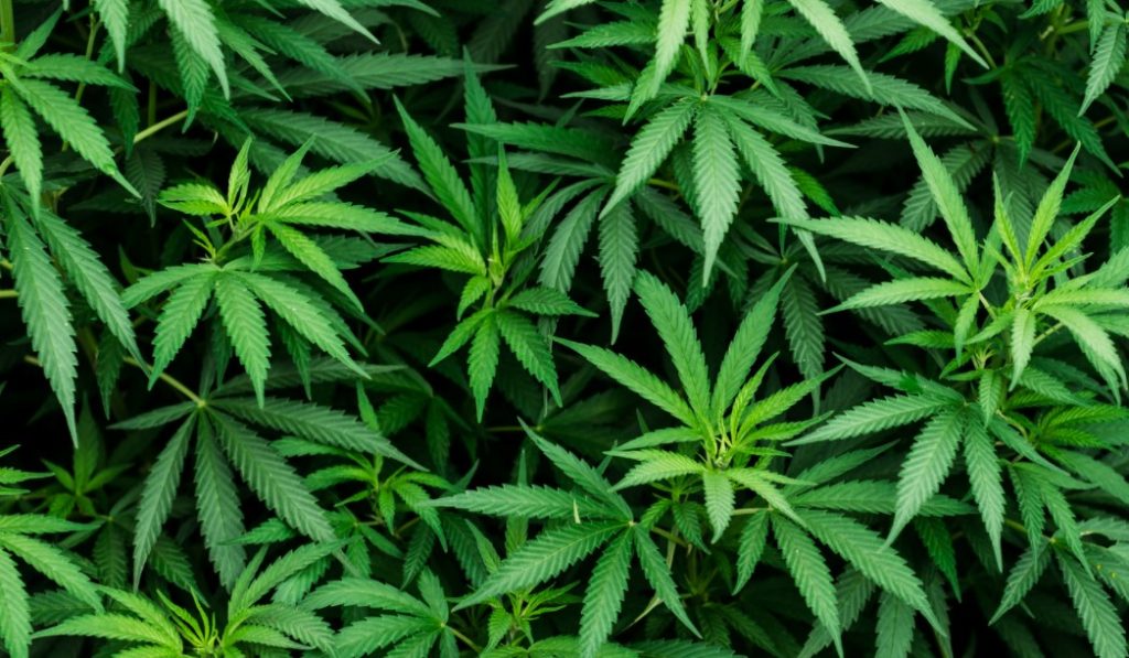 when will weed be legal in uk