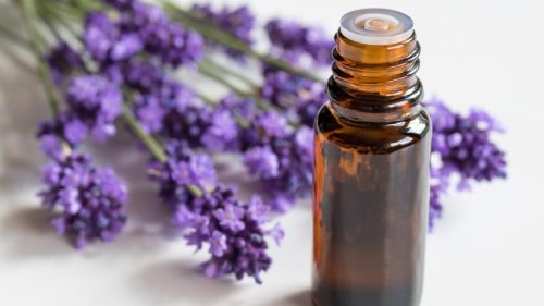 What are the Best Smelling Essential Oil Blends - Eucalyptus - Cedarwood - Lavender