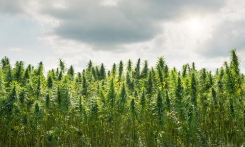 What is 5StarsStocks.com Cannabis